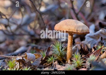 Un primo piano di un fungo di Widow marrone e bianco piangente sul terreno. Foto Stock