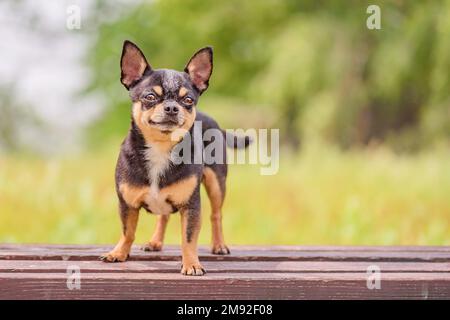 Un cane chihuahua si erge su una panca di legno sullo sfondo della natura. Ritratto di un cane carino. Foto Stock
