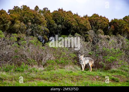 Il Coyote è una specie canina originaria del Nord America e di dimensioni inferiori a quelle di un lupo. Foto Stock