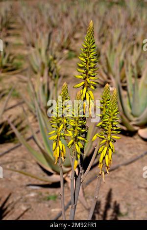 Fiori della pianta di Aloe barbadensis che è coltivata per produrre Aloe vera per usi cosmetici e medicinali Foto Stock