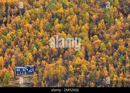 Vista sui droni di un paesaggio pittoresco con casa solitaria situata nella foresta autunnale sulla collina nel nord della Norvegia Foto Stock