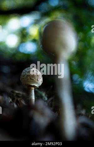 Dal basso di piccoli funghi parasoli che crescono nella foresta su sfondo sfocato durante il giorno Foto Stock