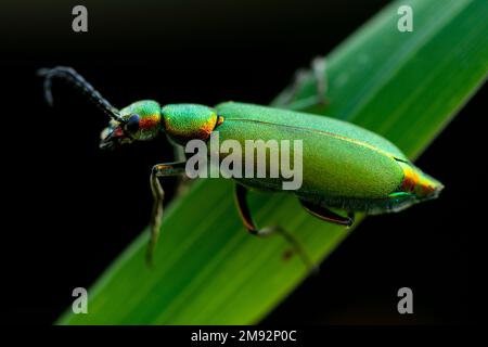 Da sopra primo piano di verde smeraldo luminoso sculpio spagnolo mosca seduta su albero di pianta contro sfondo nero Foto Stock