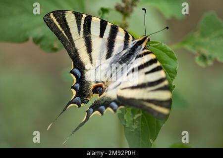 Primo piano di esotica farfalla meridionale scarna coda di rondine con ali a righe seduta su foglia verde su piante fresche in natura Foto Stock