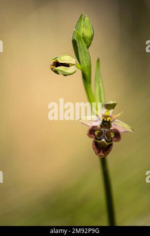 Primo piano di orchidee selvatiche ibride Ophrys x Castroviejoi fiore con gambo verde su sfondo sfocato Foto Stock