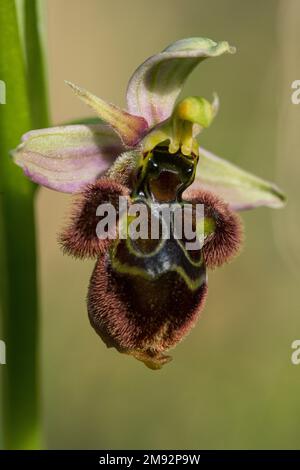 Primo piano di orchidee selvatiche ibride Ophrys x Castroviejoi fiore con gambo verde su sfondo sfocato Foto Stock