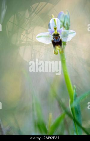 Primo piano di orchidee selvatiche ibride Ophrys x Castroviejoi fiore con gambo verde su sfondo sfocato Foto Stock