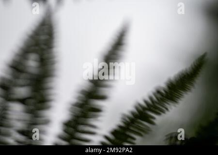 Primo piano di foglie verdi di felci esotiche che crescono nella foresta estiva su sfondo sfocato Foto Stock