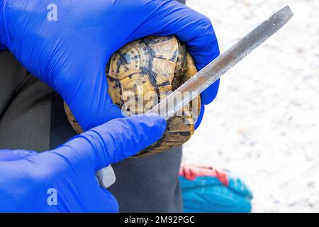 Dall'alto di raccolto anonimo medico in guanti in lattice blu misura Testudo graeca con righello in metallo Foto Stock