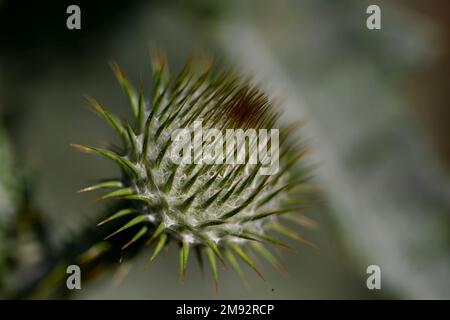 Primo piano di fistola di cotone fiore che cresce in natura su sfondo sfocato con sottili spine il giorno d'estate Foto Stock