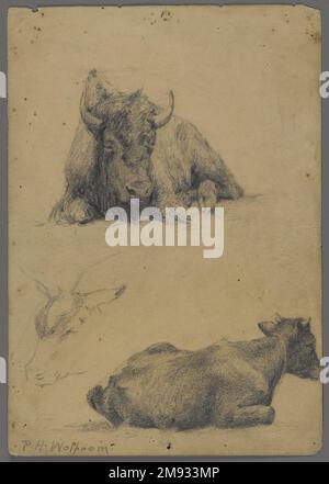 Capo del Leone ruggente (recto) e Bison (verso) Philip H. Wolfrom (americano, 1870-1904). Capo Leone ruggente (retto) e Bison (verso), n.d. Grafite e carbone su carta, foglio: 9 7/8 x 15 poll. (25,1 x 38,1 cm). Arte americana n.d. Foto Stock