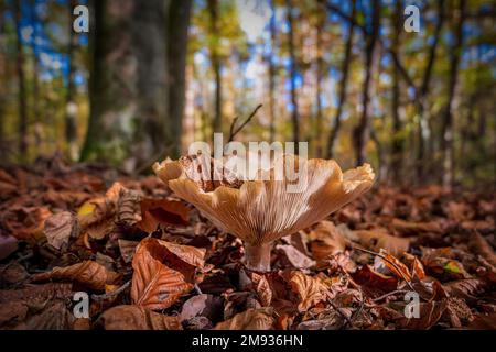 Un primo piano di un imbuto da pesca che cresce nel terreno forestale autunnale Foto Stock