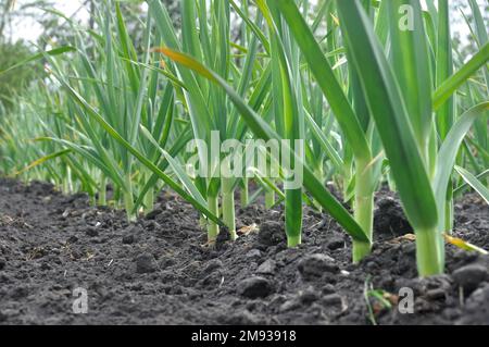 Coltivate biologicamente piantagione di aglio nel giardino vegetale Foto Stock