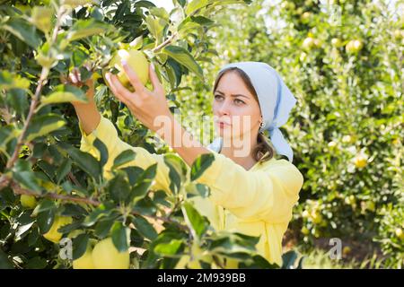 Giovane donna che raccoglie mele mature da un albero Foto Stock