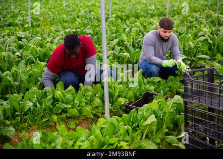 Operai che tagliano bietole verdi su campo agricolo Foto Stock