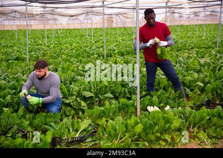 Operai che tagliano bietole verdi su campo agricolo Foto Stock