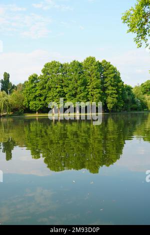 Cipresso calvo (taxodium distichum) alberi alti sulla riva del lago nel parco di Titan (IOR) a Bucarest in una mattinata di sole estate, riflettendo sull'acqua Foto Stock