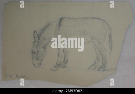 Donkey Philip H. Wolfrom (americano, 1870-1904). Asino, n.d. Grafite su carta, foglio (irregolare): 6 1/4 x 9 11/16 poll. (15,9 x 24,6 cm). Arte americana n.d. Foto Stock