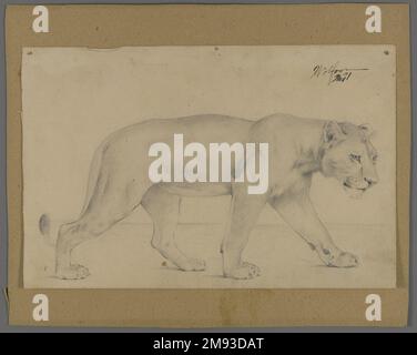 Striding Lioness Philip H. Wolfrom (americano, 1870-1904). Lionessa striante, n.d. Grafite su carta montata sul cartone, foglio: 6 x 9 1/4 poll. (15,2 x 23,5 cm). Arte americana n.d. Foto Stock