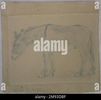 Donkey Philip H. Wolfrom (americano, 1870-1904). Asino, n.d. Grafite su carta, foglio: 9 3/16 x 9 3/4 poll. (23,3 x 24,8 cm). Arte americana n.d. Foto Stock