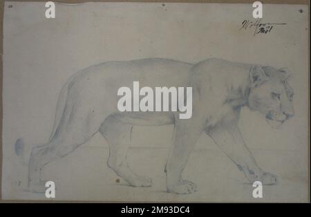 Striding Lioness Philip H. Wolfrom (americano, 1870-1904). Lionessa striante, n.d. Grafite su carta montata sul cartone, foglio: 6 x 9 1/4 poll. (15,2 x 23,5 cm). Arte americana n.d. Foto Stock