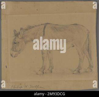 Donkey Philip H. Wolfrom (americano, 1870-1904). Asino, n.d. Grafite su carta, foglio: 9 3/16 x 9 3/4 poll. (23,3 x 24,8 cm). Arte americana n.d. Foto Stock