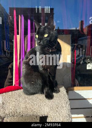 Gatto nero nella vetrina di un negozio di animali a Brooklyn, New York. Foto Stock