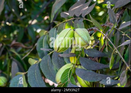 Piantagione di noci pecan vicino a Paphos con noci verdi immature, Cipro Foto Stock