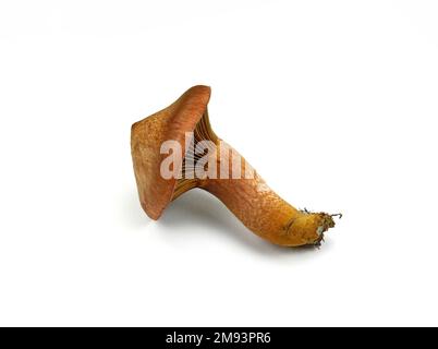 Chromogomphus rutilus isolato su bianco. Comunemente noto come la slimecap marrone o la punta di rame, funghi commestibili ma non molto considerati Foto Stock