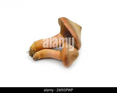 Chromogomphus rutilus isolato su bianco. Comunemente noto come la slimecap marrone o la punta di rame, funghi commestibili ma non molto considerati Foto Stock