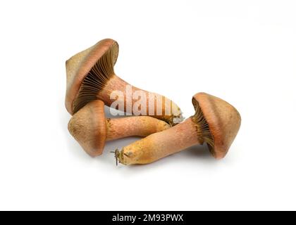 Chromogomphus rutilus isolato su bianco. Comunemente noto come la slimecap marrone o la punta di rame, funghi commestibili ma non molto considerati Foto Stock