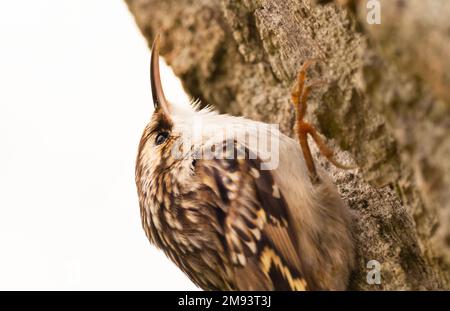 Berlino, Germania. 15th Jan, 2023. 15.01.2023, Berlino. Un treecreeper a punta corta (Certhia brachydactyla) si trova sul tronco di un albero nel parco di Britzer Garten in un giorno di gennaio. I piccoli arrampicatori quasi sempre camminano su e nei cerchi intorno al tronco mentre cercano il cibo sulla corteccia e la corteccia degli alberi. Credit: Wolfram Steinberg/dpa Credit: Wolfram Steinberg/dpa/Alamy Live News Foto Stock