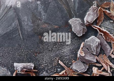 Foglie autunnali, scheggiature di corteccia e semi di sicomoro racchiusi in strati di ghiaccio e gelo creano un quadro astratto. Foto Stock