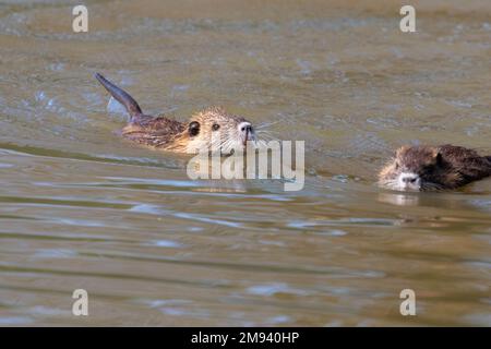 Baby nutritas (Myocastor coypus) nuoto nel lago al Resoft Park, Texas, USA Foto Stock