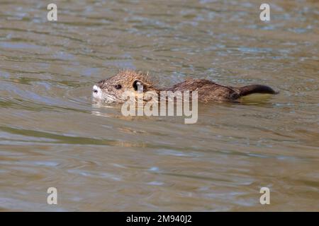 Baby nutritas (Myocastor coypus) nuoto nel lago al Resoft Park, Texas, USA Foto Stock