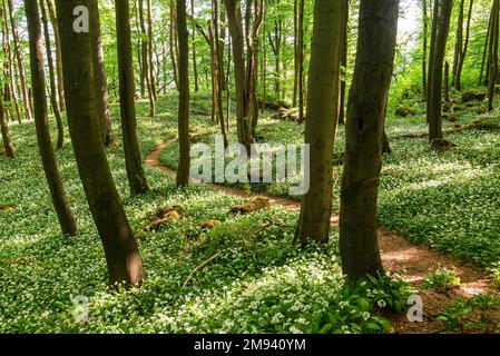 Bella scena di foresta primaverile che mostra un percorso escursionistico fiancheggiato da aglio selvatico fiorito (Allium ursinum) e grandi alberi di faggio vecchio, ITH-Hils-Weg, Germania Foto Stock