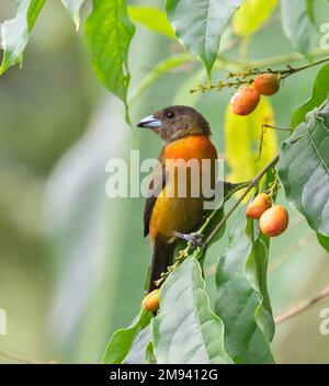 La tanager di Cherrie (Ramphocelus passerinii costaricensis) mangia le bacche di caffè, Costa Rica Foto Stock