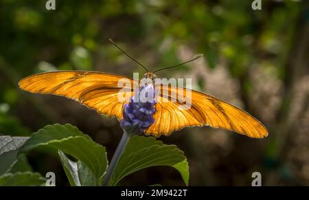 Una farfalla arancione vista da sotto retroilluminata con le ali illuminanti Foto Stock