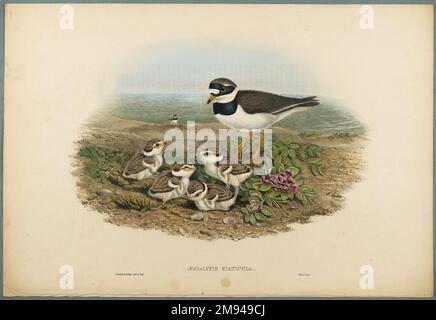 Aegialitis hiaticula - anellato Plover John Gould (inglese, 1804-1881).. Litografia su carta ovata, foglio: 21 1/4 x 14 1/2 poll. (54 x 36,8 cm). Arte europea Foto Stock