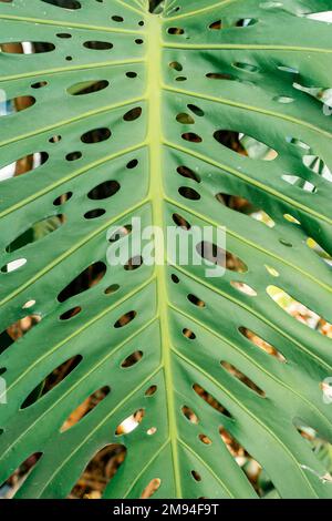 Palma a foglia di Monstera. Modello di una foglia verde di una pianta monstera tropicale per il decor degli interni. Giungla, botanica, concetto di vegetazione. Foto di alta qualità Foto Stock