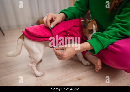 Donna caucasica vestire jack russell terrier cane in giubbotto rosa. Foto Stock