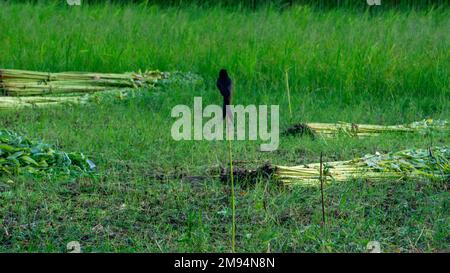 Campo di iuta verde. La iuta viene essiccata sul terreno. La iuta è un tipo di pianta di fibra di Bast. La iuta è il principale raccolto di denaro del Bangladesh. Foto Stock