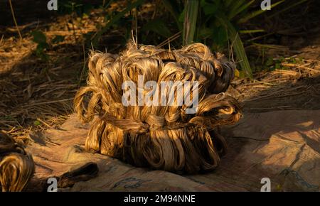 La iuta imbevuta viene asciugata al sole. Immagine di primo piano della iuta. La iuta è un tipo di pianta di fibra di Bast. La iuta è il principale raccolto di denaro in Bangladesh. Foto Stock