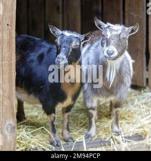 Capre curiose che pechano attraverso porta penna animale. Fattoria in America del Nord. Foto Stock