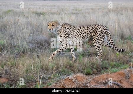 Cheetah femmina che cammina attraverso le praterie Foto Stock