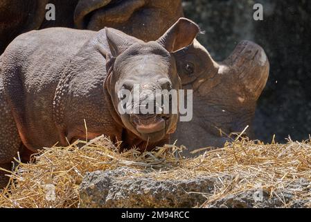 Il bambino rinoceronte indiano (rinoceronte unicornis) mangiare erba con la sua madre Foto Stock