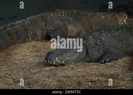 coccodrillo indiano di acqua dolce o coccodrillo di marsh o coccodrillo (crocodylus palustris) in natura Foto Stock