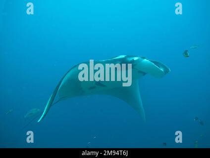 Manta Ray vola nelle acque cristalline di Raja Ampat, Indonesia Foto Stock