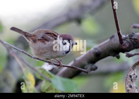 Primo piano, erpice eurasiatica (Passer montanus), marrone, piume, ramoscello, esterno, Germania, Un singolo albero sparrow siede su un ramoscello in autunno Foto Stock