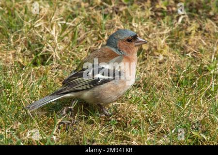 Chaffinch maschio in piedi in erba verde guardando a destra Foto Stock